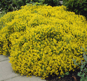 metiersdupaysage.fr Genista Lydia